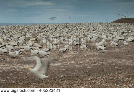 Australasian Gannets Morus Serrator. Plateau Colony. Cape Kidnappers Gannet Reserve. North Island. N