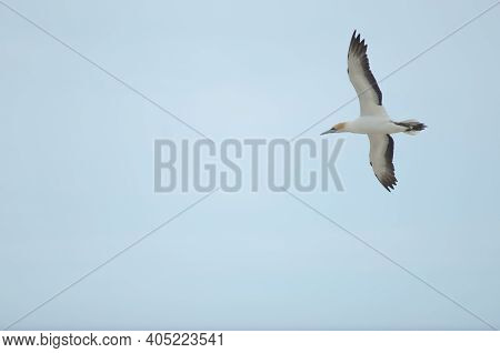 Australasian Gannet Morus Serrator In Flight. Plateau Colony. Cape Kidnappers Gannet Reserve. North 