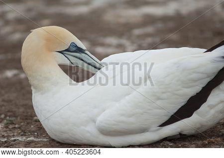 Australasian Gannet Morus Serrator Preening. Plateau Colony. Cape Kidnappers Gannet Reserve. North I