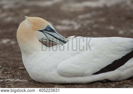 Australasian Gannet Morus Serrator Preening. Plateau Colony. Cape Kidnappers Gannet Reserve. North I