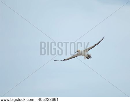 Australasian Gannet Morus Serrator In Flight. Plateau Colony. Cape Kidnappers Gannet Reserve. North 