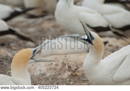 Australasian Gannets Morus Serrator Fighting. Plateau Colony. Cape Kidnappers Gannet Reserve. North 