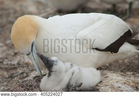 Australasian Gannets Morus Serrator. Adult And Chick. Plateau Colony. Cape Kidnappers Gannet Reserve