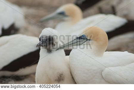 Australasian Gannets Morus Serrator. Adult And Chick. Plateau Colony. Cape Kidnappers Gannet Reserve