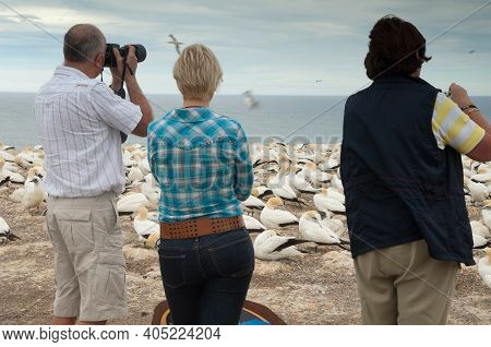 Tourists Watching Australasian Gannets Morus Serrator. Plateau Colony. Cape Kidnappers Gannet Reserv