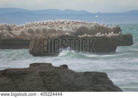 Australasian Gannets Morus Serrator. Black Reef Colony. Cape Kidnappers Gannet Reserve. North Island