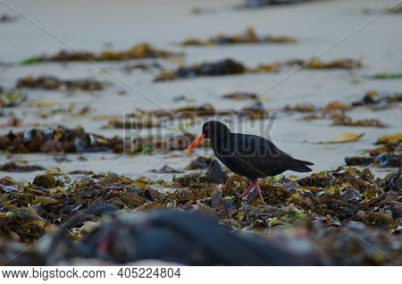Variable Oystercatcher Haematopus Unicolor. Oban. Stewart Island. New Zealand.