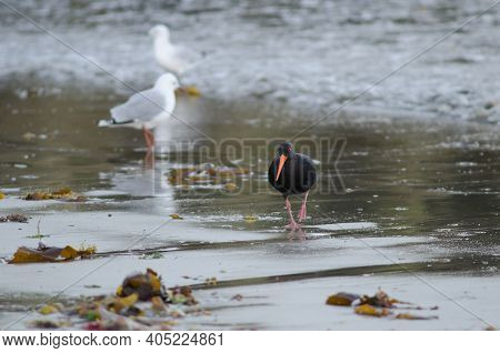 Variable Oystercatcher Haematopus Unicolor. Oban. Stewart Island. New Zealand.
