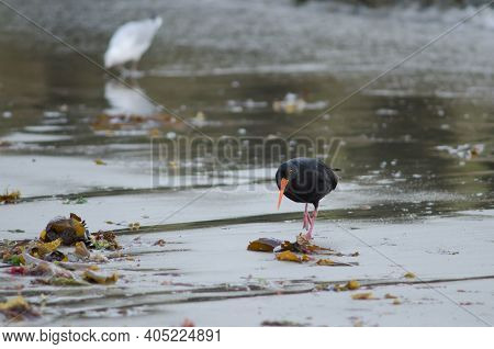 Variable Oystercatcher Haematopus Unicolor. Oban. Stewart Island. New Zealand.