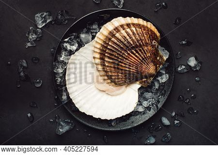 A Big Scallop On The Black Plate. Black Background. Ice Around. Top View. Close Up.