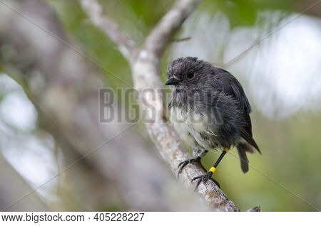 Stewart Island Robin Petroica Australis Rakiura. Ulva Island. Rakiura National Park. New Zealand.