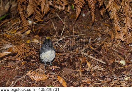 Stewart Island Robin Petroica Australis Rakiura. Ulva Island. Rakiura National Park. New Zealand.