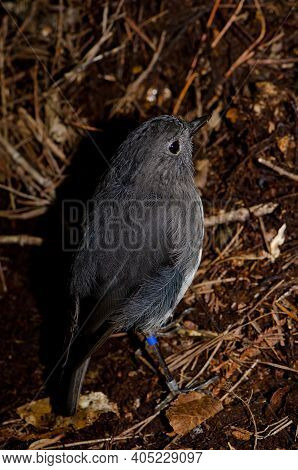 Stewart Island Robin Petroica Australis Rakiura. Ulva Island. Rakiura National Park. New Zealand.