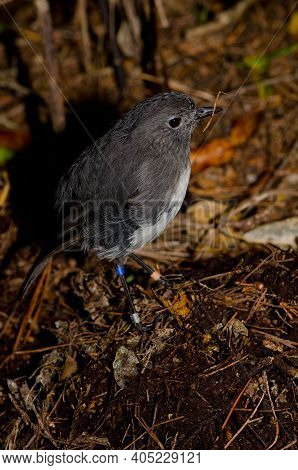 Stewart Island Robin Petroica Australis Rakiura. Ulva Island. Rakiura National Park. New Zealand.