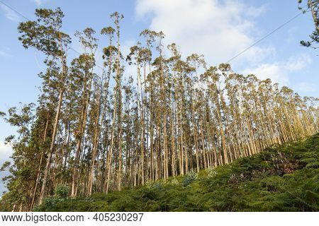 Plantation Of Young Eucalyptus Trees, For Logging And The Wood And Paper Industry In Ortigueira, Gal