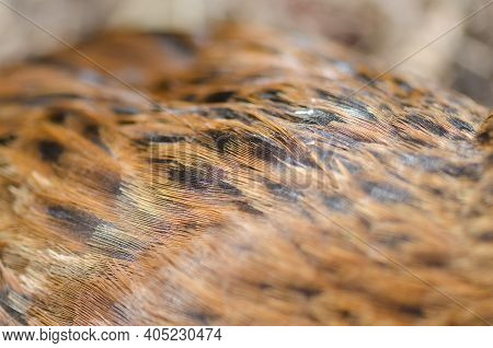 Dorsum Of A Steward Island Weka Gallirallus Australis Scotti. Boulder Beach. Ulva Island. Rakiura Na