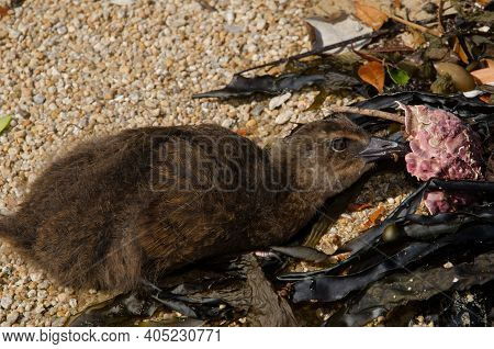 Steward Island Weka Gallirallus Australis Scotti. Juvenile Eating. Boulder Beach. Ulva Island. Rakiu