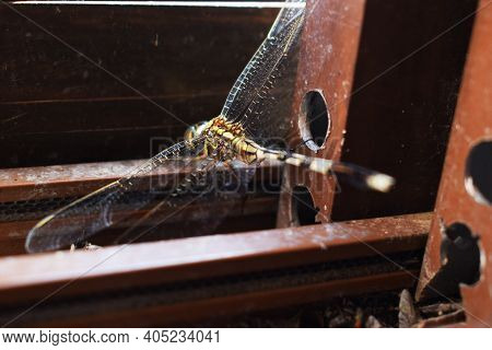 Dragon Fly Odonata Green Yellow Black Pattern Colored Insect