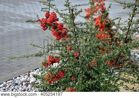 Firethorn Attractive Orange Berries And Utumn Rain. Pyracantha Coccinea Orange Glow Firethorn Is Exc