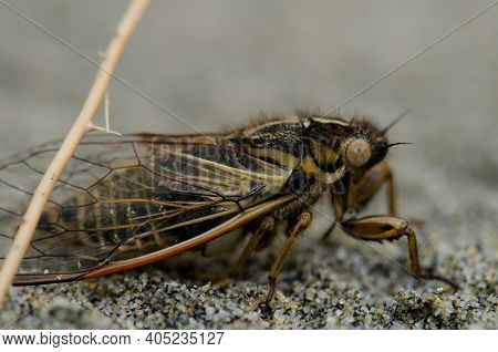 Cicada On The Sand. Mason Bay. Stewart Island. Rakiura National Park. New Zealand.
