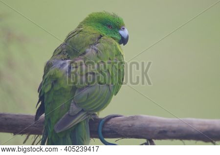 Antipodes Parakeet Cyanoramphus Unicolor. In Captive Conditions. Te Anau Bird Sanctuary. Te Anau. So