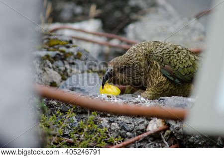Kea Nestor Notabilis Eating An Apple. Fiordland National Park. Southland. South Island. New Zealand.