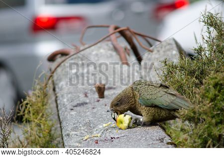 Kea Nestor Notabilis Eating An Apple. Fiordland National Park. Southland. South Island. New Zealand.