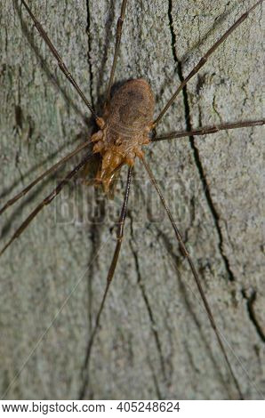 Harvestman Phalangium Opilio In Southland. South Island. New Zealand.