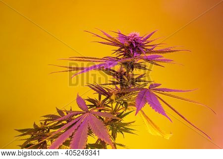 Bright Colorful Purple Pink Marijuana On Warm Yellow Background. Cannabis Hemp With Big Leafs In Veg