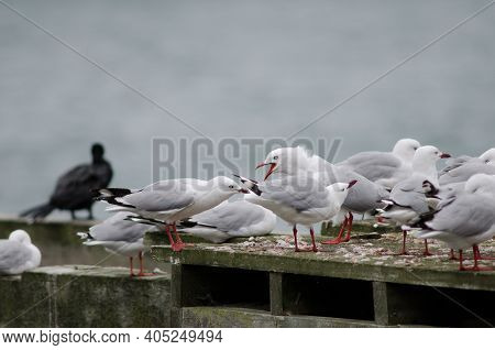 Red-billed Gulls Chroicocephalus Novaehollandiae Scopulinus. Otago Peninsula. Otago. South Island. N