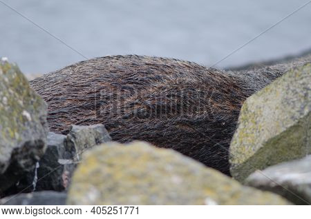 Back Of A New Zealand Fur Seal Arctocephalus Forsteri. Pilots Beach. Taiaroa Head Wildlife Reserve. 