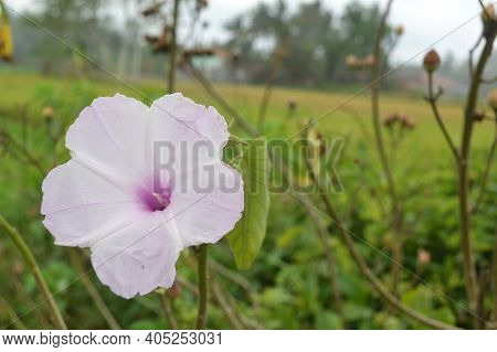 Purplish White Flower With Leaves On Green Rice Field Background With Copyspace