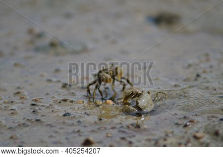 Tunnelling Mud Crabs Austrohelice Crassa. Hoopers Inlet. Otago Peninsula. Otago. South Island. New Z