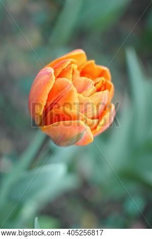 A Half-opened Orange Tulip. An Orange Tulip Bloomed In The Flower Bed. Spring Park, A Flower In A Fl