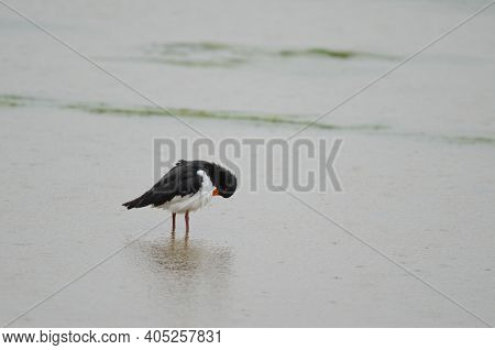 South Island Oystercatcher Haematopus Finschi Preening. Hoopers Inlet. Otago Peninsula. Otago. South