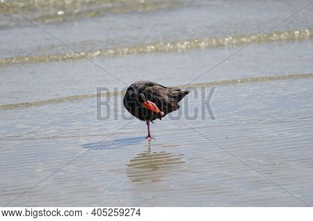 Variable Oystercatcher Haematopus Unicolor Scratching. Otago Peninsula. Otago. South Island. New Zea