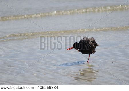 Variable Oystercatcher Haematopus Unicolor Scratching. Otago Peninsula. Otago. South Island. New Zea