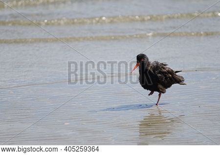 Variable Oystercatcher Haematopus Unicolor. Otago Peninsula. Otago. South Island. New Zealand.