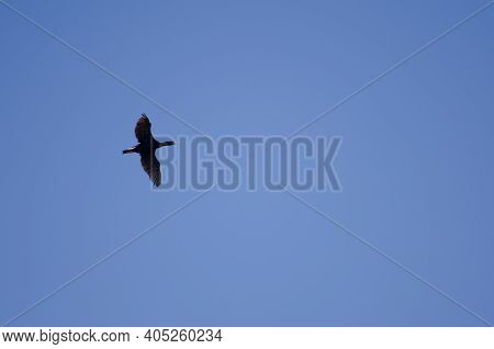 Otago Shag Leucocarbo Chalconotus In Flight. Taiaroa Head Wildlife Reserve. Otago Peninsula. Otago. 