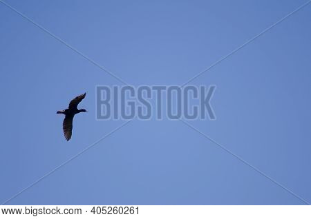 Otago Shag Leucocarbo Chalconotus In Flight. Taiaroa Head Wildlife Reserve. Otago Peninsula. Otago. 
