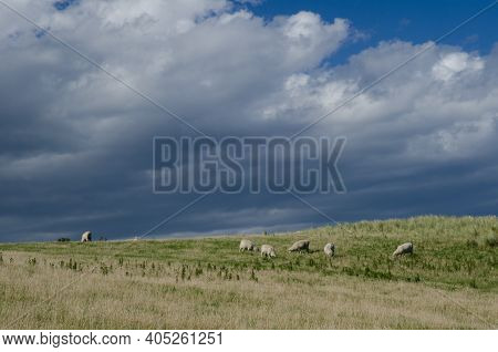 Flock Of Sheep Ovis Aries. Sandfly Bay. Sandfly Bay Wildlife Refuge. Otago Peninsula. Otago. South I