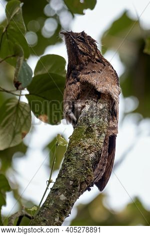 Stranger Bird Mimicking A Dead Tree S
