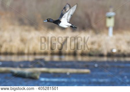 A Male Greater Scaup Flying In The Air.   Burnaby Bc Canada