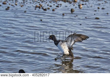 A Male Greater Scaup Making A Landing.   Burnaby Bc Canada
