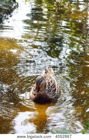 Stockente Enten