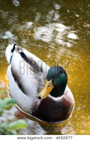 Stockente Enten