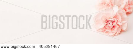Banner With Pink Delicate Carnation Flower On White Background With Copy Space, Text Place. Symbol O