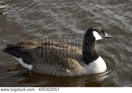 Canada Goose Latin Name Branta Canadensis Swimming On Hollingworth Lake In Rochdale