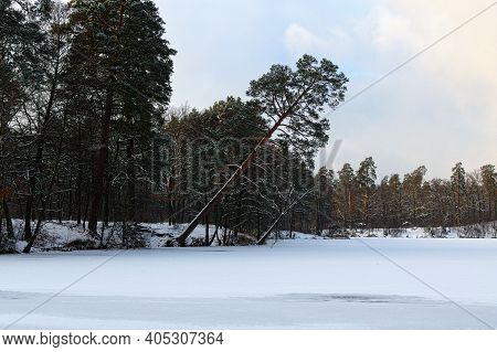 Snowfall In The Forest. Amazing Winter Landscape Of Frozen Pond In The Forest. Evergreen Wood And Sh