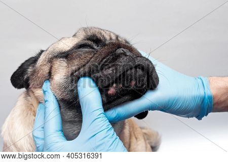 Veterinary Doctor In Medical Gloves Examines The Dog Head Wounds. Pug Dog With Red Inflamed Wounds O